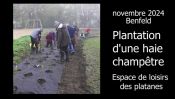 2025- Benfeld-Plantation de haies à l'espace des Platanes