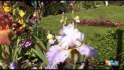 Rendez-vous au jardin des IRIS