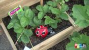 Inauguration des jardins de l'école du centre de Rhinau