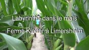 Limersheim-Labyrinthe de maïs à la ferme Kieffer.