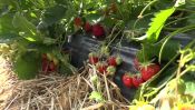 Nordhouse - Au jardin des Fraises